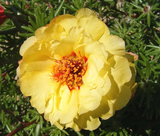 MOSS ROSE YELLOW Portulaca Grandiflora - 1,250 Bulk Seeds Garden Plants