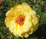 MOSS ROSE YELLOW Portulaca Grandiflora - 1,250 Bulk Seeds Garden Plants