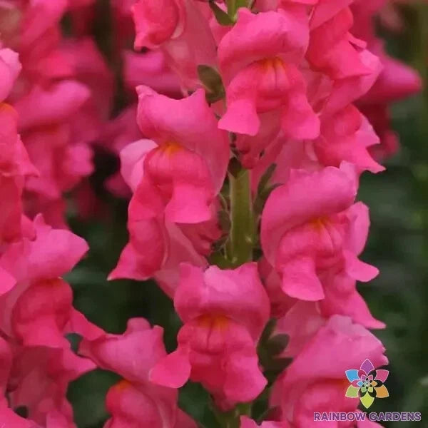 1000+ Potomac Dark Pink Snapdragon Seeds for Garden - USA - FREE SHIPPING! Garden Plants