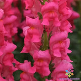 1000+ Potomac Dark Pink Snapdragon Seeds for Garden - USA - FREE SHIPPING! Garden Plants