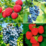 1000+ Mixed Fruit Seeds Berry Seeds for Planting Home Garden Outdoor Berry Seeds Garden Plants