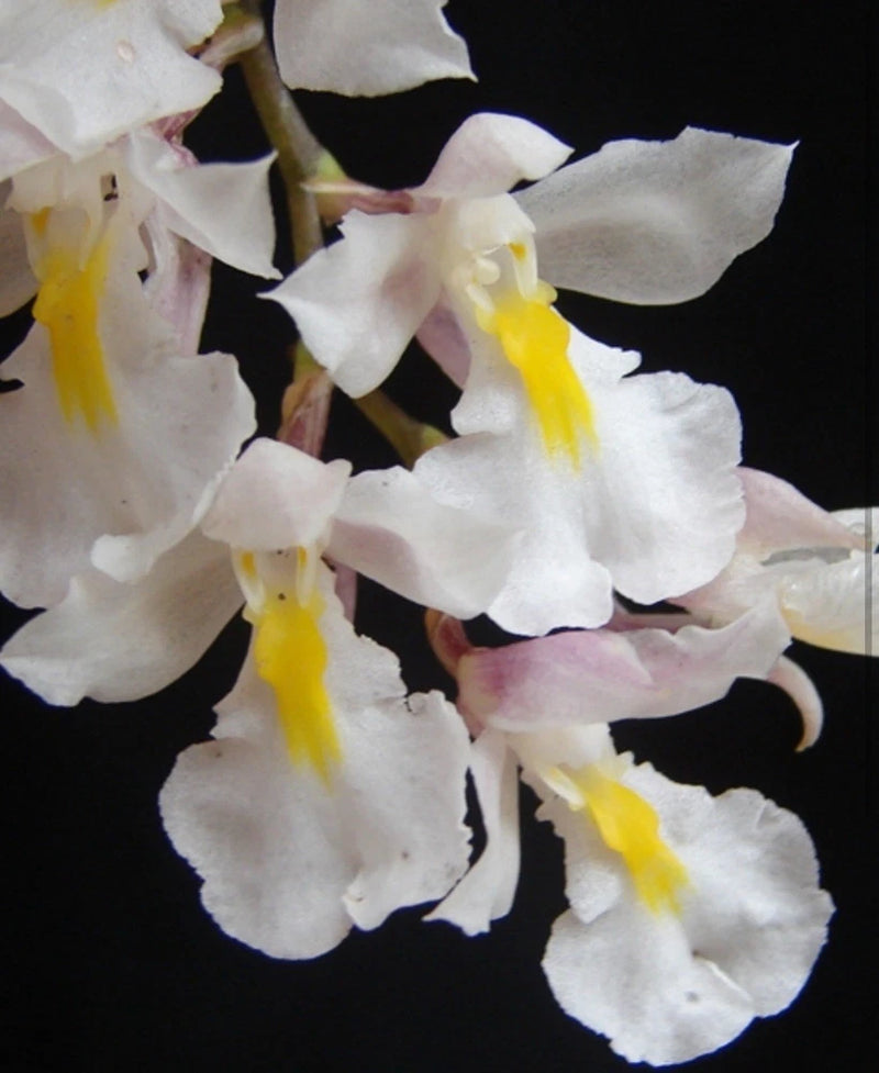 White orchid flowers with yellow centers, close-up cluster on stems