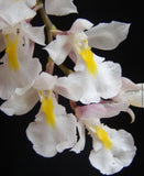 Rodriguezia bracteata Orchids