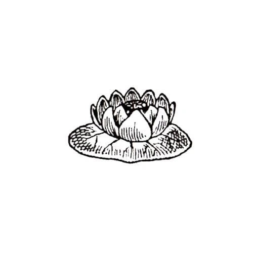 WATER LILY PAD unmounted flower rubber stamp, Japanese, Asian, nature #12 Lily