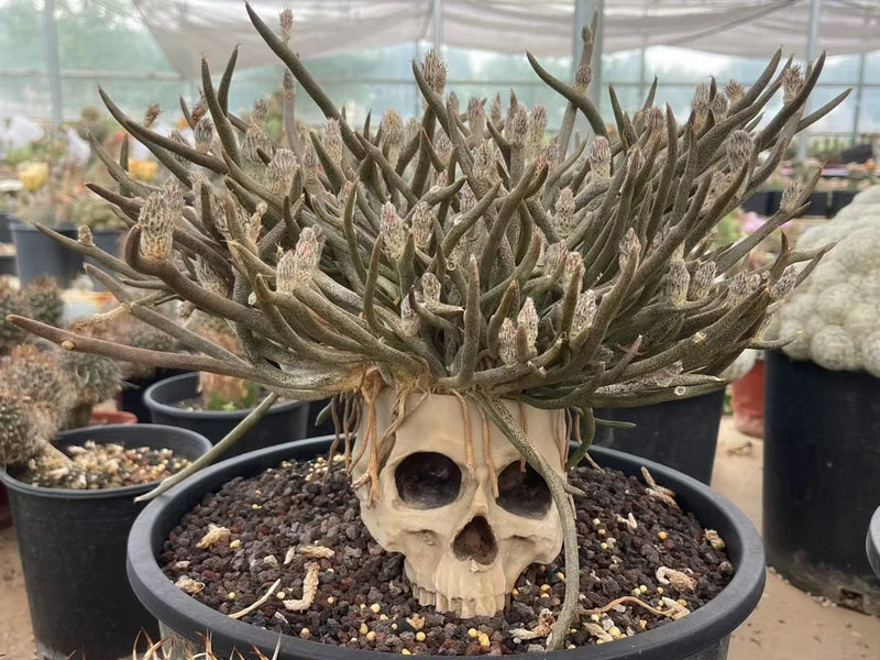 Skull planter pot with dark gray rim, holding spiky succulent plants