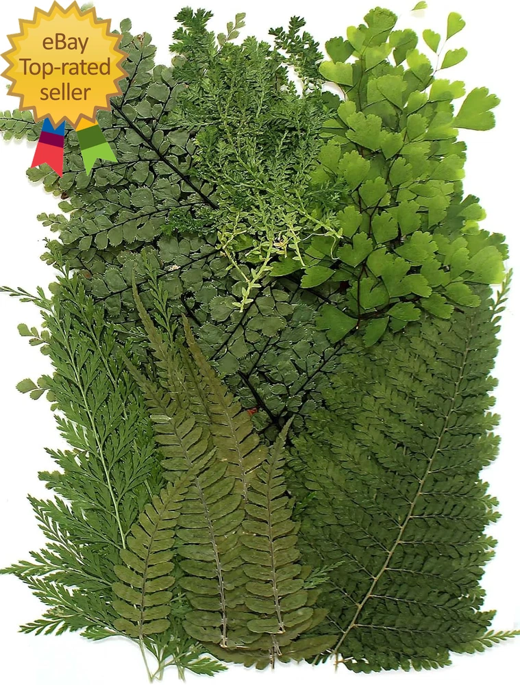 48 PCS Pressed Ferns Large Dried Pressed Leaves Dried Flowers for Crafs Dried Flower