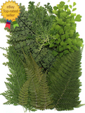 48 PCS Pressed Ferns Large Dried Pressed Leaves Dried Flowers for Crafs Dried Flower