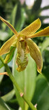 Orchid Dendrobium  species Mad Happenings Plant Orchids