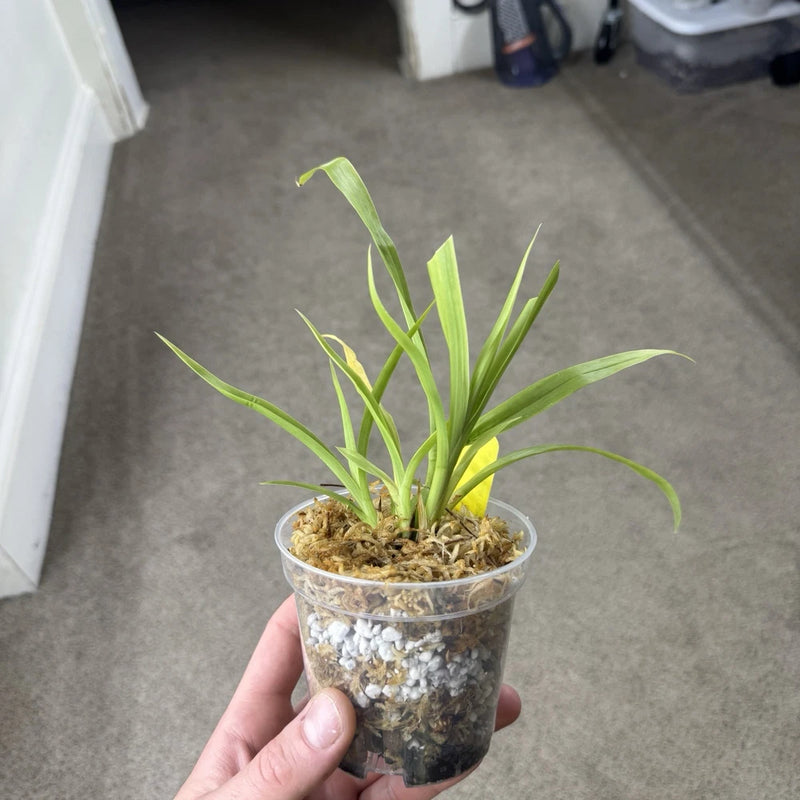 Potted orchid plant with green leaves in clear plastic pot with bark and rocks