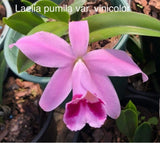 Orchid live Laelia pumila var. vinicolor - rare - bare root Orchids