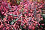 30 MIXED COLORS AGASTACHE Aurantiaca Cana Hummingbird Mint Hyssop Flower Seeds Flowering Plants