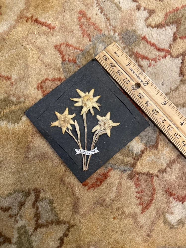 Unframed pressed edelweiss flower art, dark card with three pale blossoms