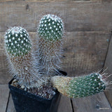 D2064 ECHINOFOSSULOCACTUS ZACATECASENSIS OLD pot14-H23-W21 cm MaMa Cactus Green Plant