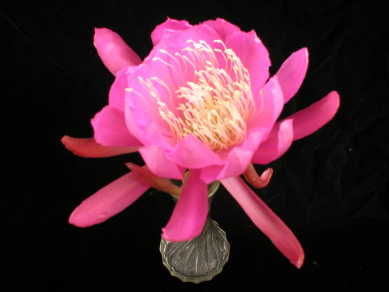 Pink orchid cactus flower with pale golden center and broad petals