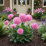 50 Dahlia Flower Seeds Ð Pink Decorative Blooms for Garden Planting Garden Plants