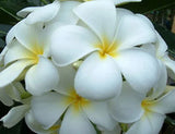 Plumeria Seeds/Flowers/ Snowwhite /Fresh 100 seeds! Flowering Plants