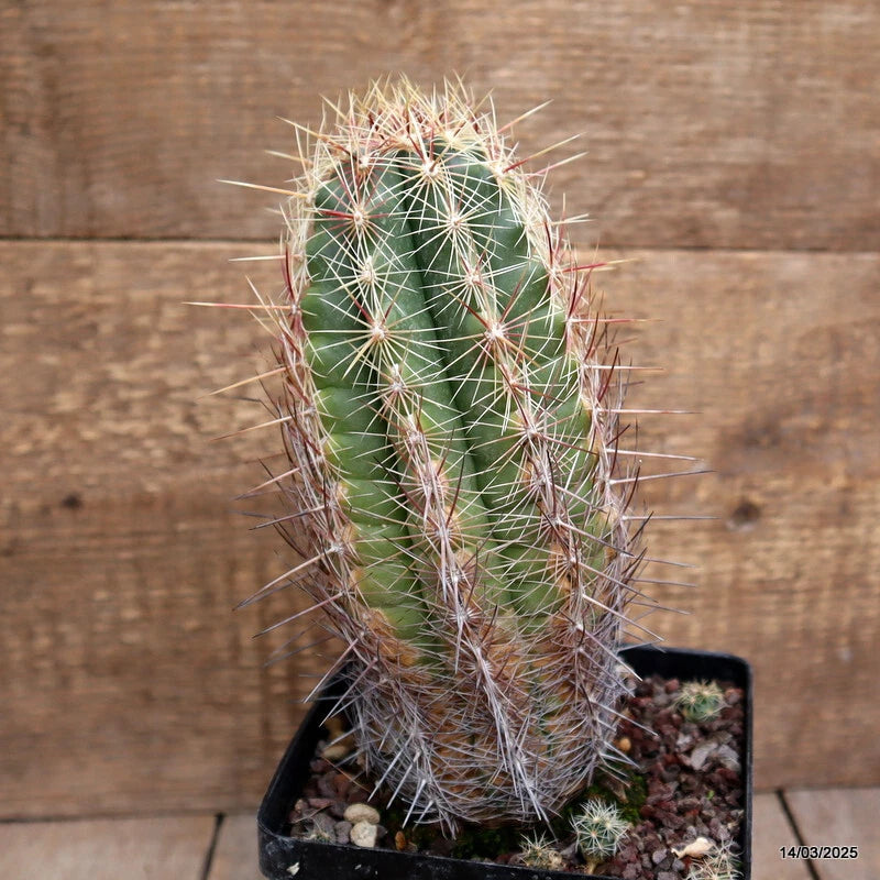 Potted green bicolor cactus with long white spines in a small soil-filled pot