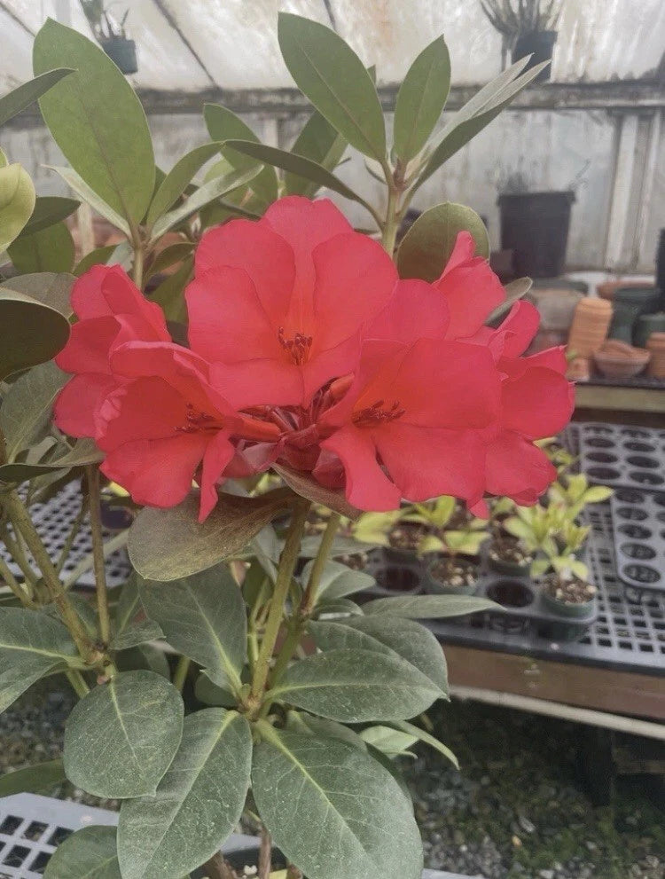 Deep red rhododendron blooms on green leafy plant in nursery pot