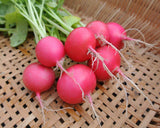 PINK BEAUTY RADISH 100 SEEDS NON-GMO FRESH FOR GARDENS DELICIOUS Garden Plants