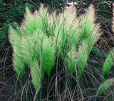 10 Seeds Green Pampas Grass Seeds Rare Unusual Stunning flower Pampas Grass