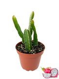 Dragon Fruit Tree - Live Plant in a 4 Inch Pot - Hylocereous Undatus - Edible,to Orchids