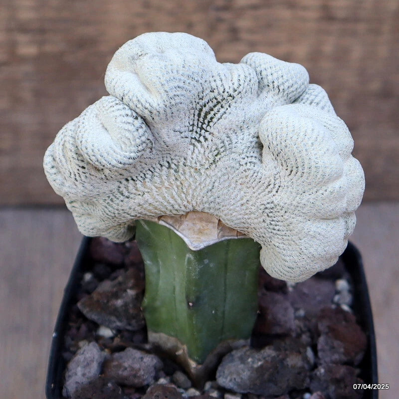 D2875 EPITHELANTHA BOKEI CRESTED GRAFT pot8-H11-W9 cm MaMa Cactus Green Plant