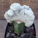 D2875 EPITHELANTHA BOKEI CRESTED GRAFT pot8-H11-W9 cm MaMa Cactus Green Plant