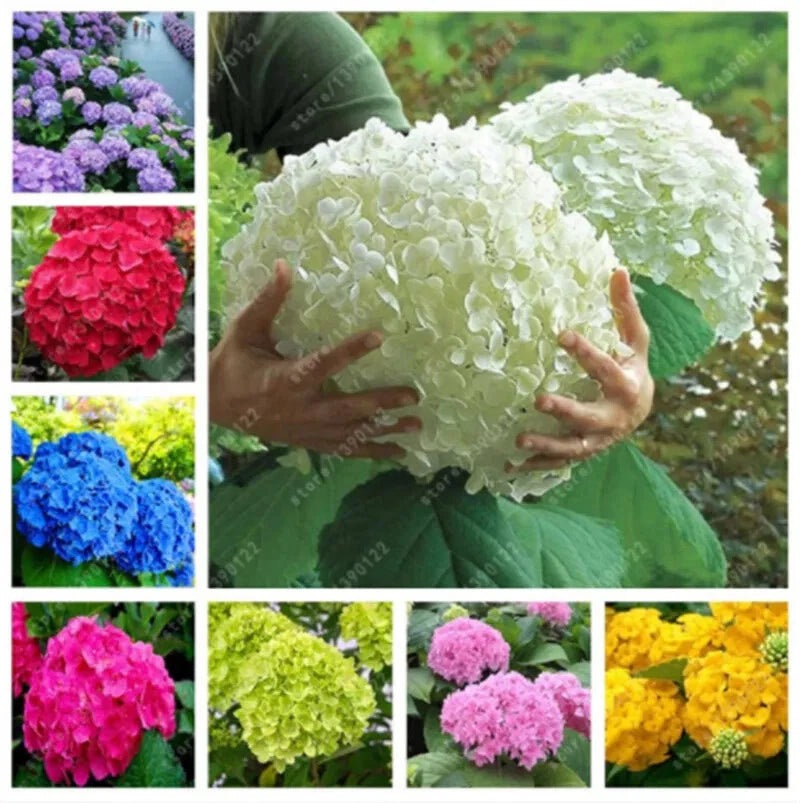 25pc HYDRANGEA SEEDS Garden Plant Flower rare exotic USA seller FREE shipping Hydrangea