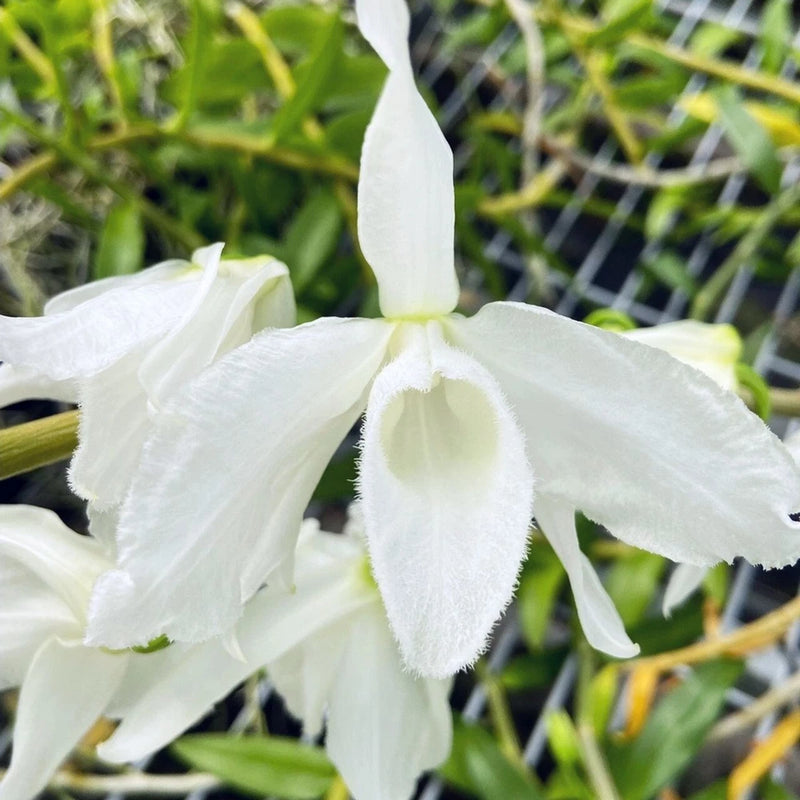 White dendrobium orchid flower in bloom with textured petals