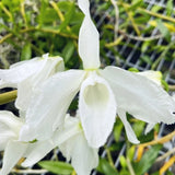 FRAGRANT ~ Dendrobium Orchid ~ Den. anosmum 'Super White' ~ 4" Pot ~ Bloom Size Orchids