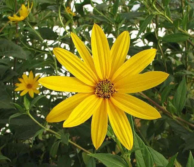 Jerusalem Artichoke Variety: Beaver Valley Purple - Organic Tubers Sunchokes Garden Plants