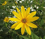 Jerusalem Artichoke Variety: Beaver Valley Purple - Organic Tubers Sunchokes Garden Plants