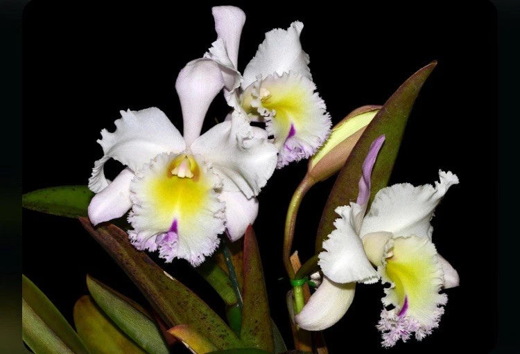 White orchid flowers with purple edging and yellow centers on green leaves
