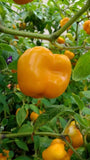 Orange Manzano Pepper Seeds (rocoto)(24 seeds per packet)  FREE SHIPPING Flowering Plants