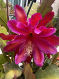 * Special, Rare Epiphyllum FUCHSIA ORCHID CACTUS - 5" to 8" x6 Cuttings Orchids