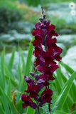 250 WELCOME SNAPDRAGON Antirrhinum Majus Dark Crimson Near Black Flower Seeds Flowering Plants