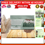 Perennial White Pampas Grass Seeds Ð 1,000 GMO Free for Privacy and Xeriscaping Pampas Grass