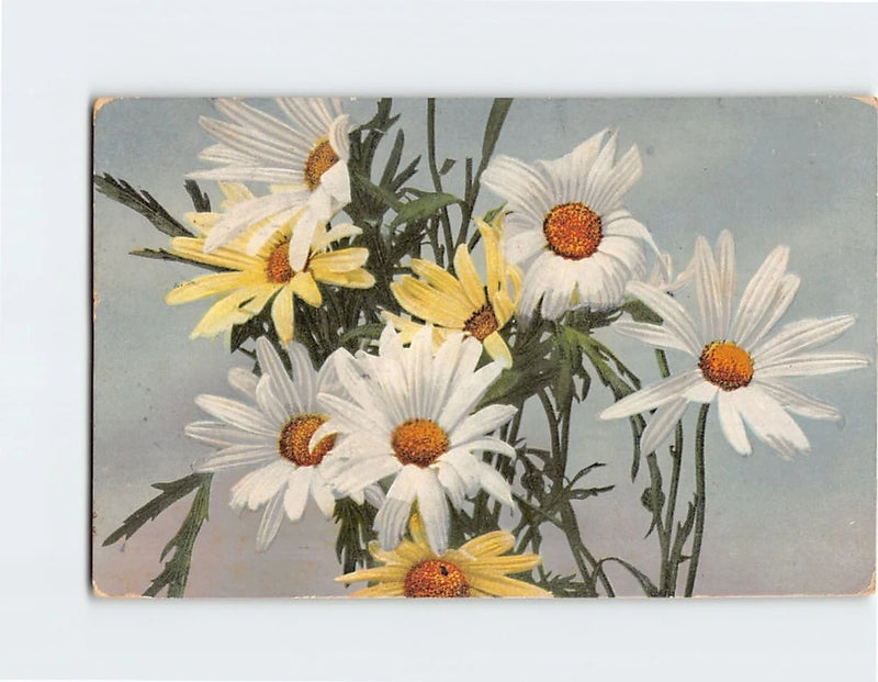 Postcard Daisies Flower Art Print Daisies