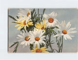 Postcard Daisies Flower Art Print Daisies