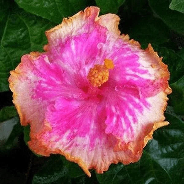 30pcs Rare Hibiscus Seeds - Rare Non-GMO Heirloom Variety for Your Garden Garden Plants