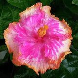 30pcs Rare Hibiscus Seeds - Rare Non-GMO Heirloom Variety for Your Garden Garden Plants