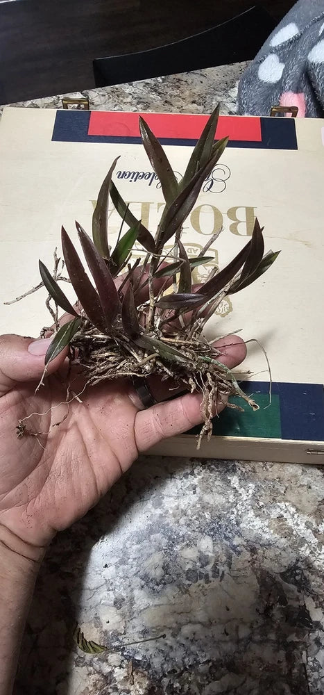 Purple epidendrum orchid plant with roots and slender stems
