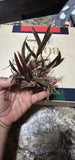 Florida Orchid Epidendrum conopseum,(purple) Cold Tolerant Orchids