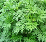 MUGWORT SEEDS 500+ Perennial HERB garden PLANTS ARTEMISIA VULGARIA FREE SHIPPING Garden Plants