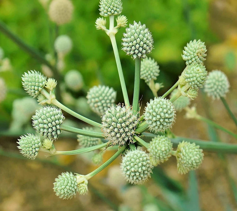 100 Rattlesnake Master Seeds for Planting Hardy Herbaceous Eryngium yuccifolium Garden Plants