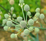 100 Rattlesnake Master Seeds for Planting Hardy Herbaceous Eryngium yuccifolium Garden Plants