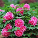 Persistent in all Seasons Garden Plant Flower Sowing in Four Seasons Peony Seeds Peony
