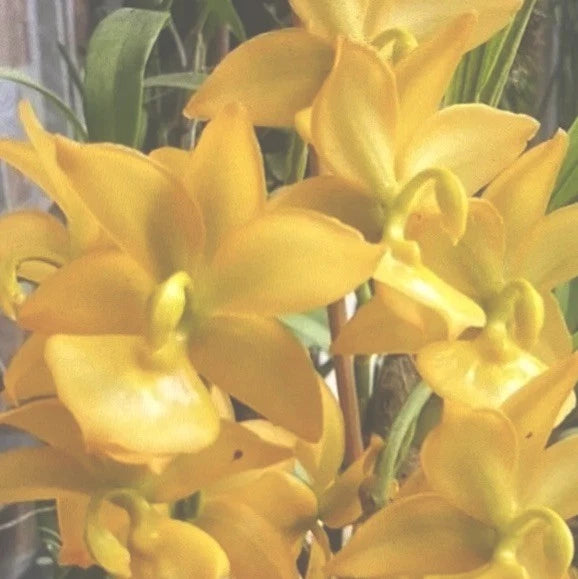 Yellow orchid blooms in a pot, close-up view