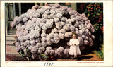 Postcard California Hydrangea Undivided Back Detroit Publishing Unposted Hydrangea