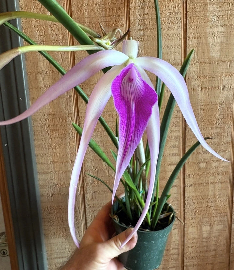 Blooming orchid plant in dark green pot, purple center with long white wispy petals